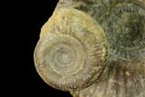 Two Bathonian Ammonite (Procerites) Fossils - France #152766-1